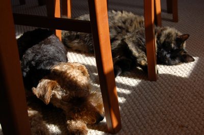 sophie and snickers and sunlight.jpg