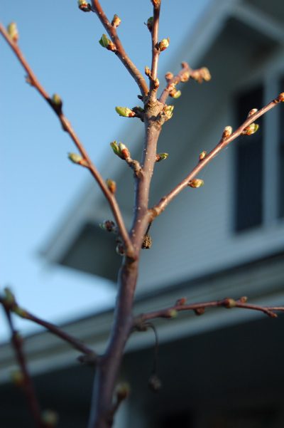 spring 1.jpg