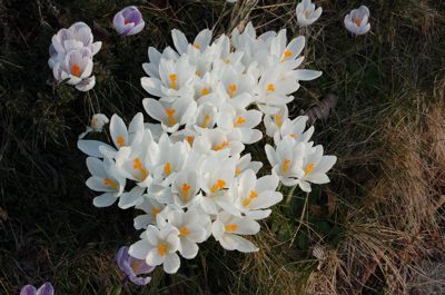 spring 2.jpg