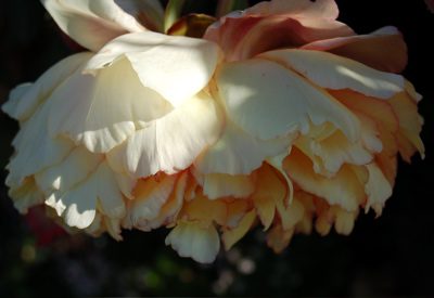 Day in pictures Peony3.jpg