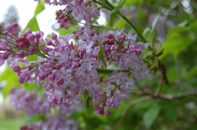 Lilac-polooza1.jpg