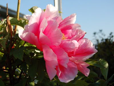 Peony