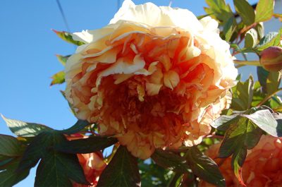 The Day Peony 2.jpg