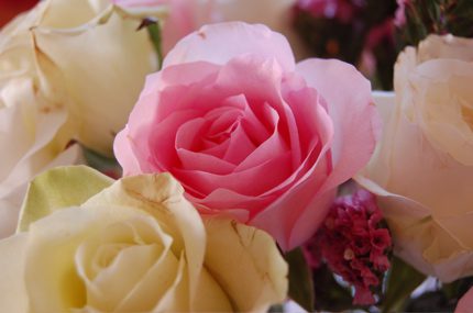 anniversary roses.jpg