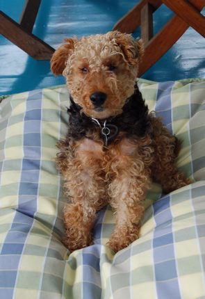 this dog.jpg
