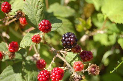blackberries1.jpg