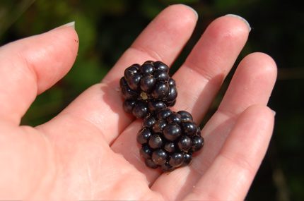 blackberries2.jpg