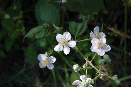 blackberries4.jpg