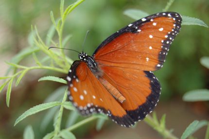 butterfly.jpg