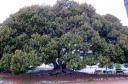 fig tree2.jpg
