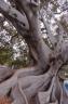 figtree.jpg