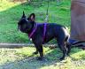 french bulldog.jpg