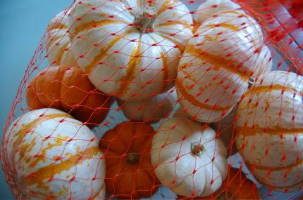 trapped pumpkins.jpg