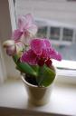 easterorchid.jpg