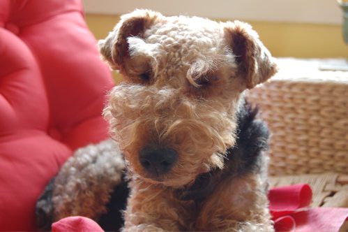 sophieabout