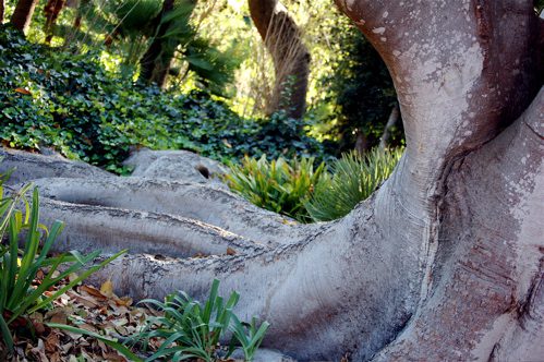 banyan