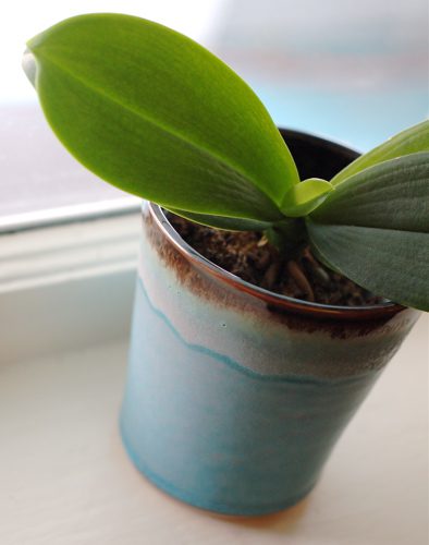 potted1
