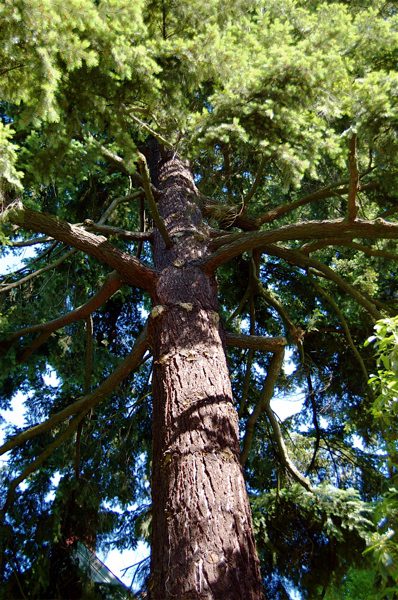cedarportland cedarportland
