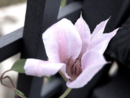 firstbloomclematis