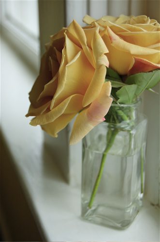 ahmaizingroses