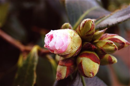 newblooms1