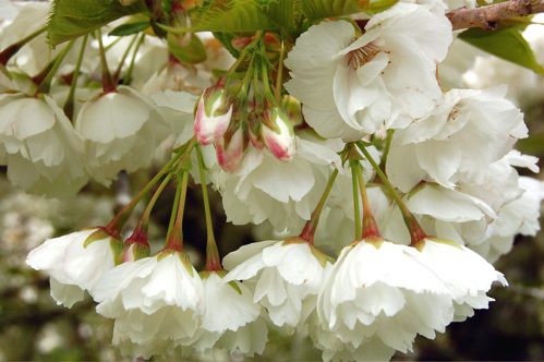 blossom4