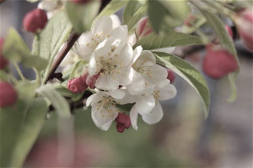 crabappleblossom