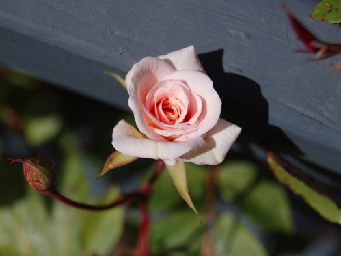 newroses1 newroses1