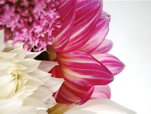newflowers3 newflowers3