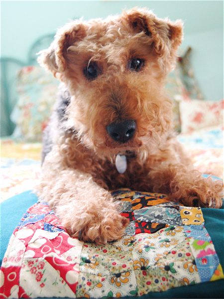 sophiedogbed2 sophiedogbed2